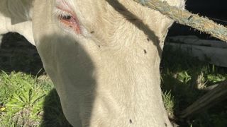 La MHE est transmise aux bovins par les moucherons infestés.